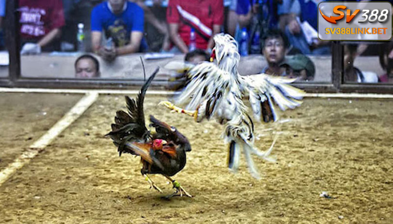 Luật chơi đá gà Thomo Campuchia