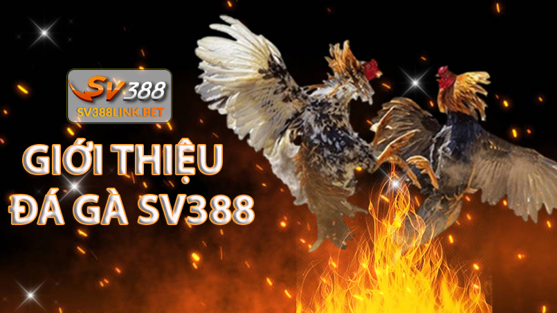 Giới thiệu đá gà sv388