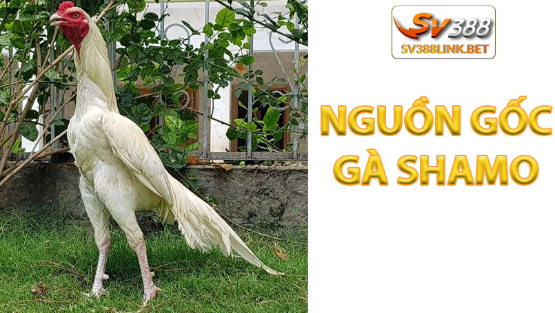 Nguồn gốc giống gà Shamo