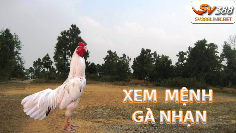 Xem màu mệnh gà Nhạn