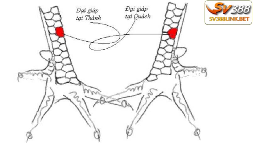 Bí quyết chọn vảy gà đại giáp chuẩn