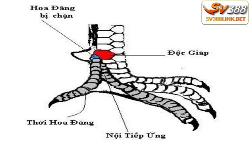 Gà vảy độc giáp – liên giáp – đại giáp