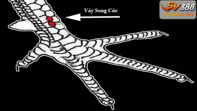 Vảy song cúc là gì?