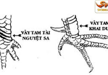 Vảy đại giáp