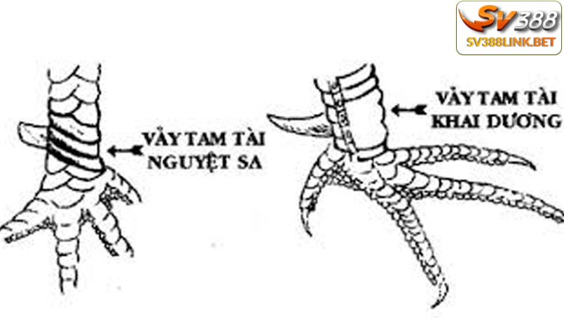 Vảy đại giáp