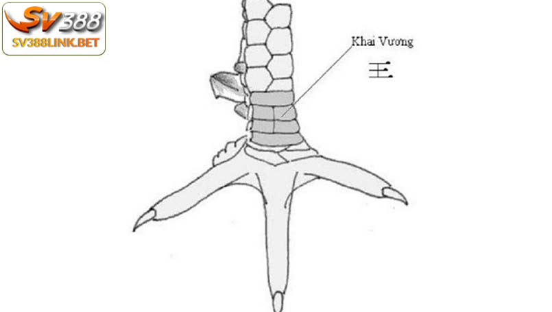 Vảy gà hiếm khai vương