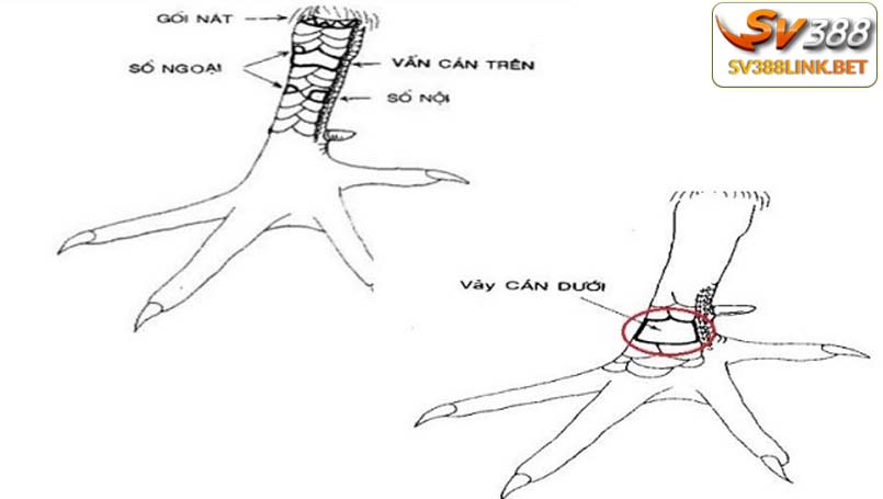 Vảy gà vấn cán