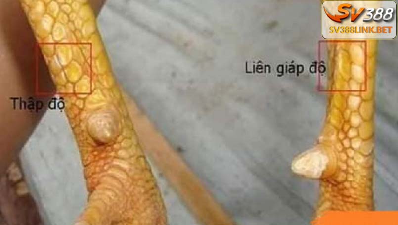 Vảy liên giáp hậu