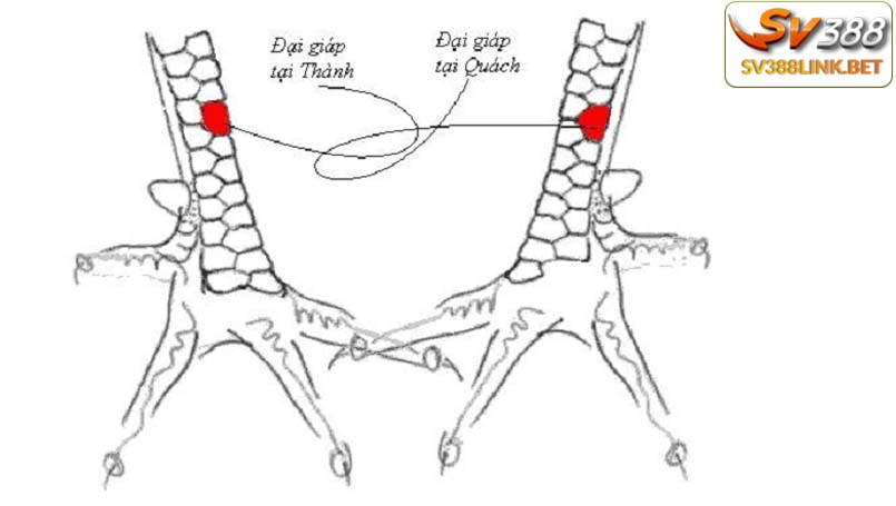 Vảy liên giáp ngoại