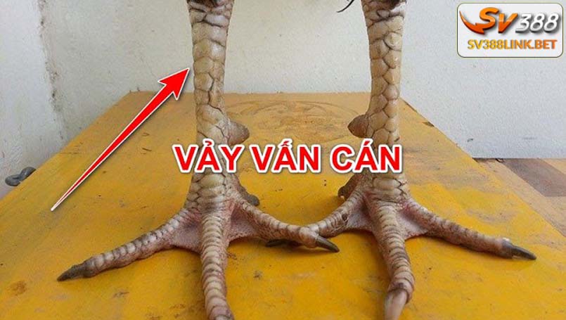 Vảy vấn cán là gì?