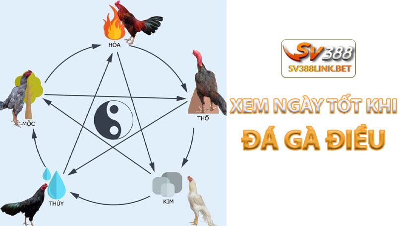 Nhận biết ngày đẹp xấu để cho Gà điều đi thi đấu